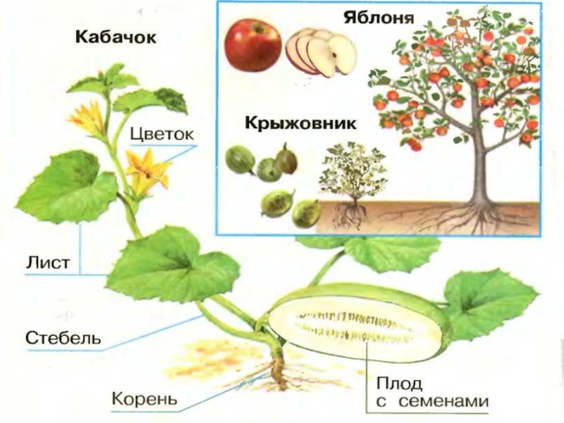 Мир растений 1 класс окружающий мир презентация