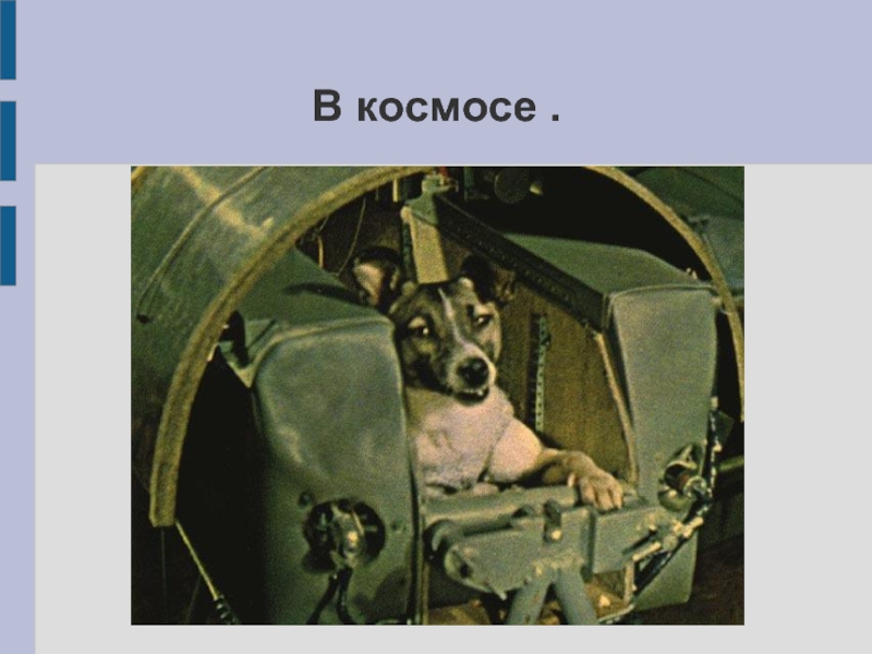 Самые первые собаки полетевшие в космос. 1957 Лайка в космосе. Собака лайка в космосе. Первая собака полетевшая в космос. Первач собака в космосе.