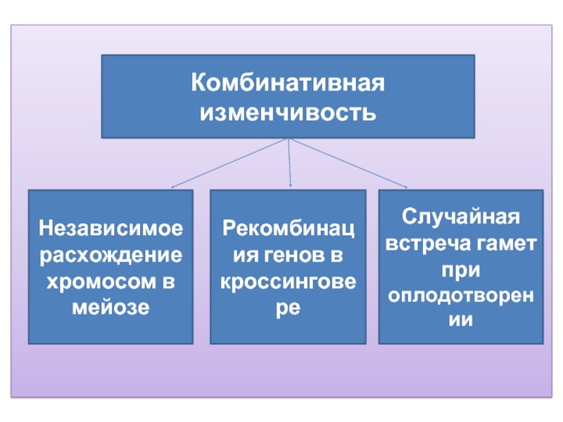 Комбинативная изменчивость презентация 9 класс пасечник