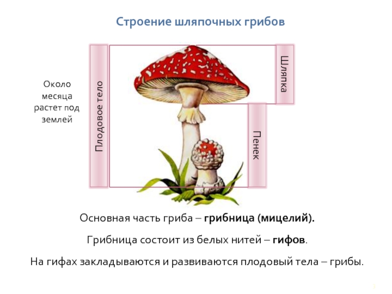 Строение шляпочных грибовОсновная часть гриба – грибница (мицелий).Грибница состоит из белых нитей – гифов.На гифах закладываются и