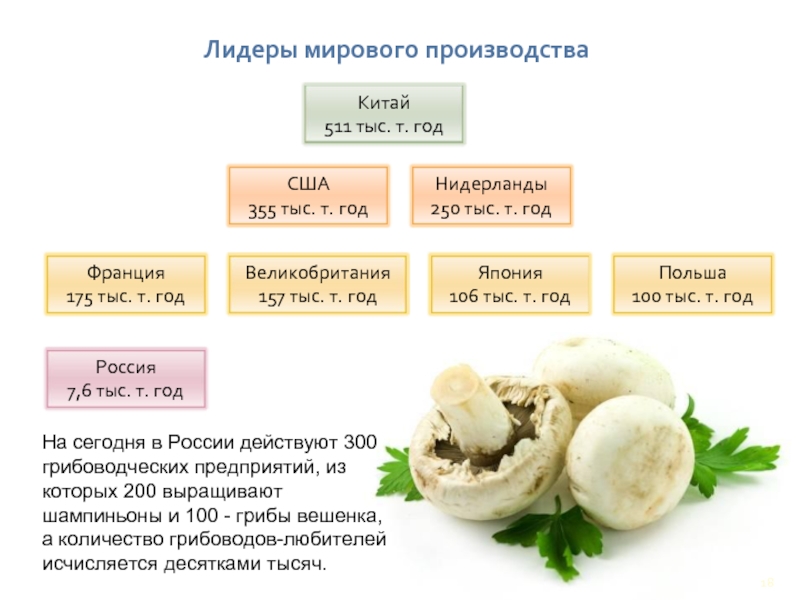 Лидеры мирового производстваНа сегодня в России действуют 300 грибоводческих предприятий, из которых 200 выращивают шампиньоны и 100