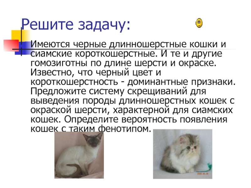 Ген короткой шерсти а у кошек доминирует. Доминантные признаки у кошек. Сиамская длина шерсти. Сиамская кошка длина шерсти. У кошек длинная шерсть рецессивная по отношению к короткой.