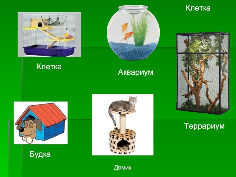 Нарисуйте предметы которые вы использовали для ухода за животными живого уголка по окружающему миру