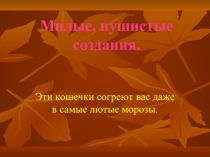 Милые, пушистые создания