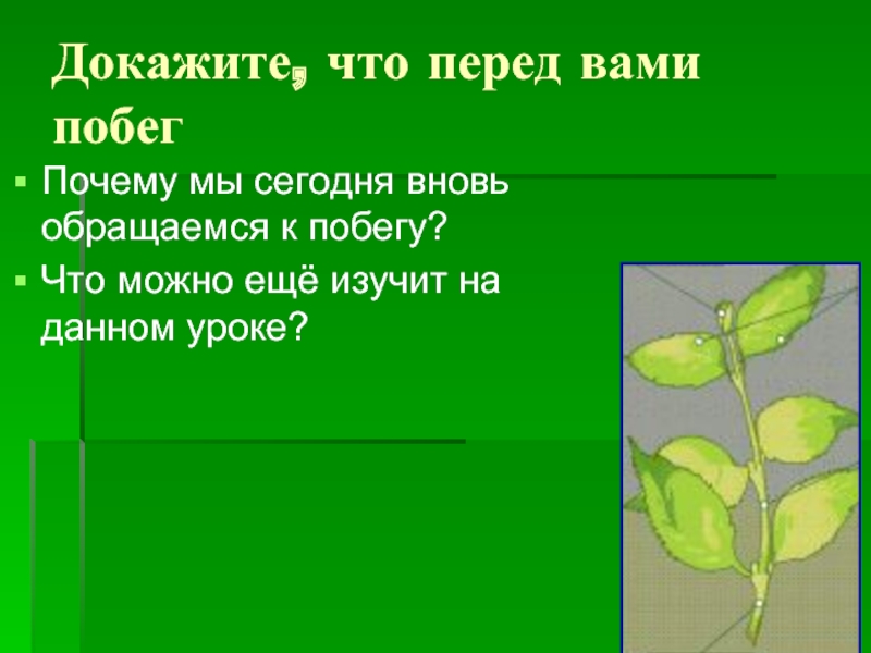 Почему побег не удался. Побег планирование уроков. Доказательство того что цветок это побег.