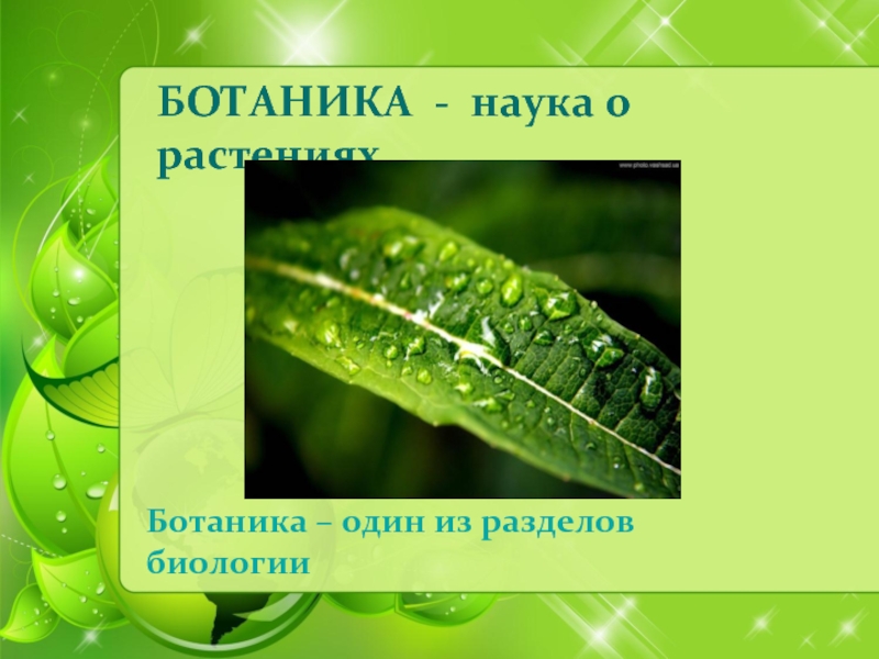 БОТАНИКА - наука о растенияхБотаника – один из разделов биологии