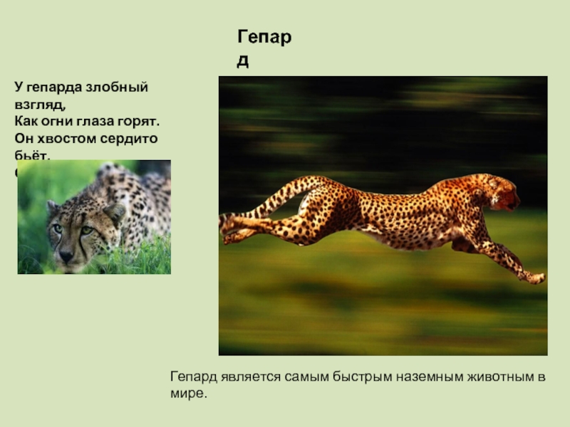 Гепард презентация для 1 класса