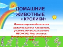 Домашние животные. Кролики