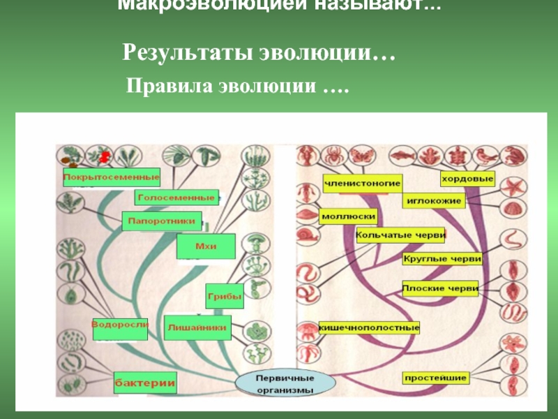 Основные этапы эволюции органического мира презентация