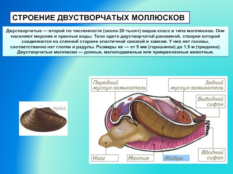 Фото строение моллюска