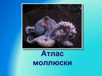 Атлас моллюски
