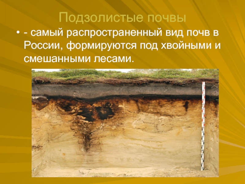 Подзолистые почвы- самый распространенный вид почв в России, формируются под хвойными и смешанными лесами.
