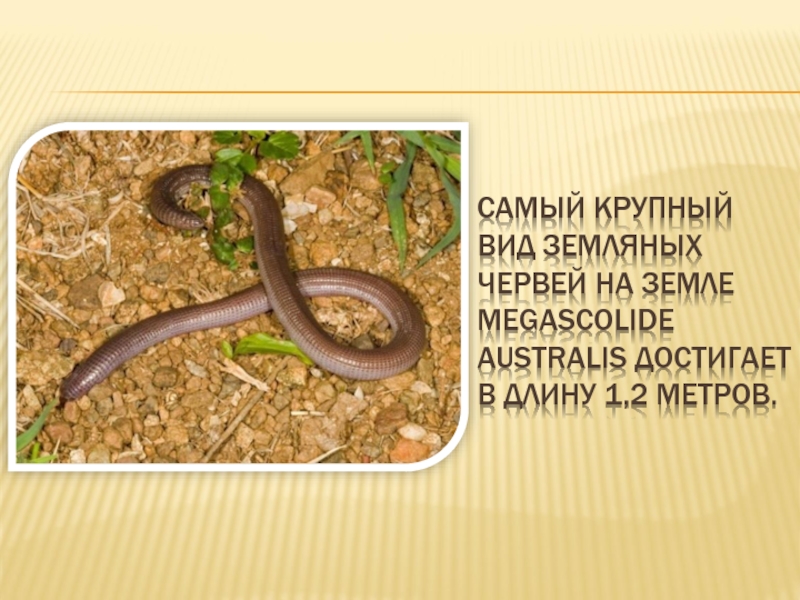 Сообщение о червях. Дождевой червяк интересные факты. Самые интересные факты о червях. Интересные факты про дождевых червей. Интересные факты о земляных червях.