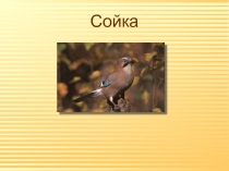 Сойка