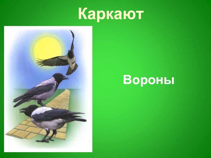 Ворона каркает составить предложение. Кто чирикает из птиц. Про птиц которые каркают. Кто каркает. Ворона стрекочет или каркает.