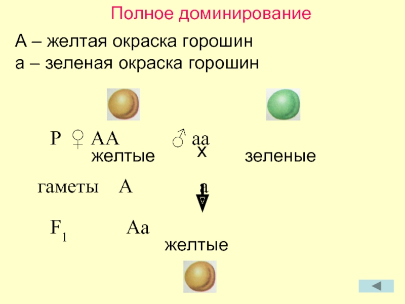 Ген желтой окраски. Дано АА-гибреут АА желт,АА серы.