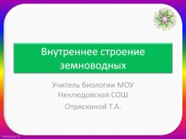 Внутреннее строение земноводных