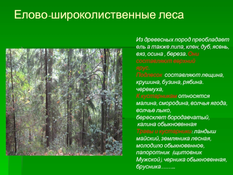 Елово-широколиственные лесаИз древесных пород преобладает ель а также липа, клен, дуб, ясень, вяз, осина , береза. Они
