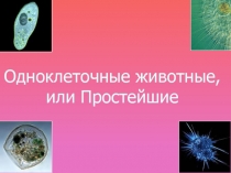 Одноклеточные животные, или Простейшие