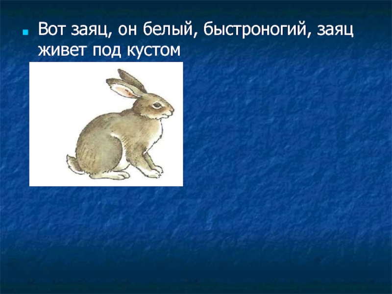Вот заяц, он белый, быстроногий, заяц живет под кустом
