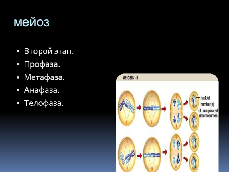 Сколько хромосом в телофазе мейоза 1
