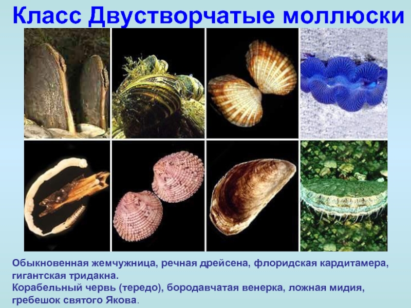 Класс Двустворчатые моллюскиОбыкновенная жемчужница, речная дрейсена, флоридская кардитамера, гигантская тридакна. Корабельный червь (тередо), бородавчатая венерка, ложная мидия,