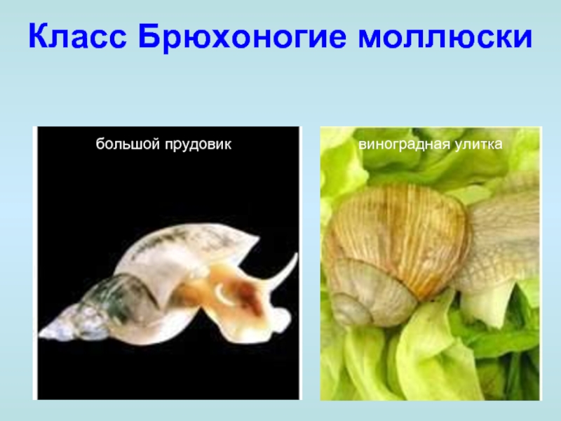 Класс Брюхоногие моллюскибольшой прудовик виноградная улитка