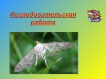 Исследовательская работа «Влияние паразитических перепончатокрылых на развитие огневки крапивной большой в природных экосистемах»