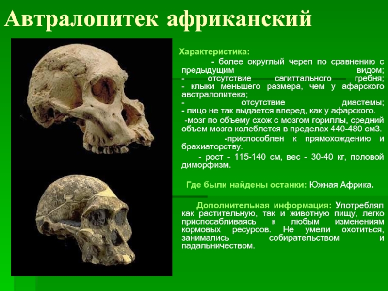 Автралопитек африканский   Характеристика:     - более округлый череп по сравнению с предыдущим