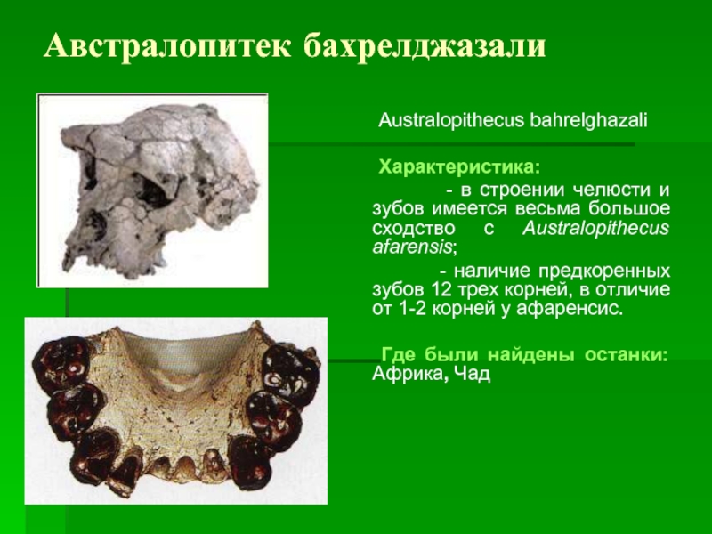 Австралопитек бахрелджазали   Australopithecus bahrelghazali   Характеристика:       - в