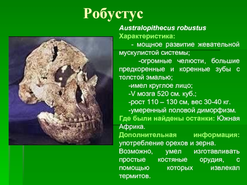 РобустусAustralopithecus robustusХарактеристика:   - мощное развитие жевательной мускулистой системы;  -огромные челюсти, большие предкоренные и коренные