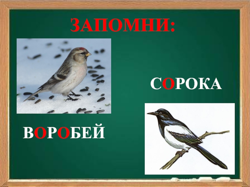 Соловей словарное слово или нет. Словарные слова ворона Воробей сорока. Воробей запомнить. Словарное слово сорока Ассоциация. Сорока Воробей ворона в картинках словарные слова.