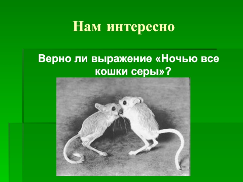 Интересно верно. Ночью все кошки серы. Ночью все кошки. Ночью все кошки серые. В темноте все кошки серы значение.