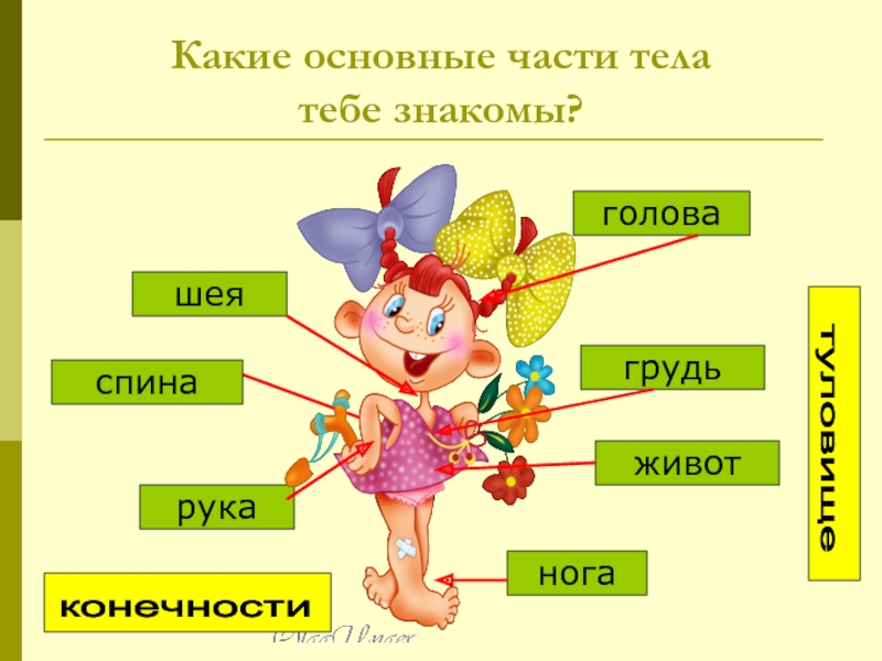 Строение человека 2 класс окружающий мир презентация