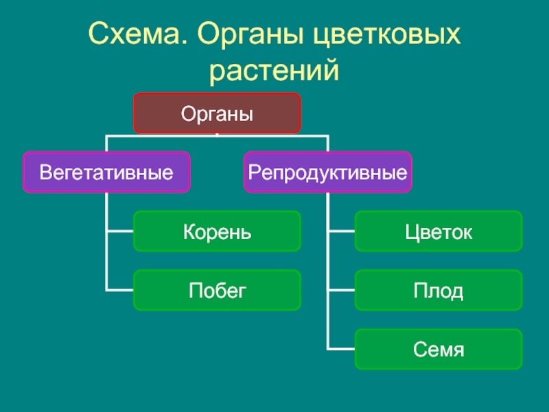 Схема органы цветкового растения 6 класс