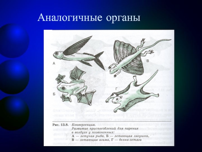 Аналогичные органы