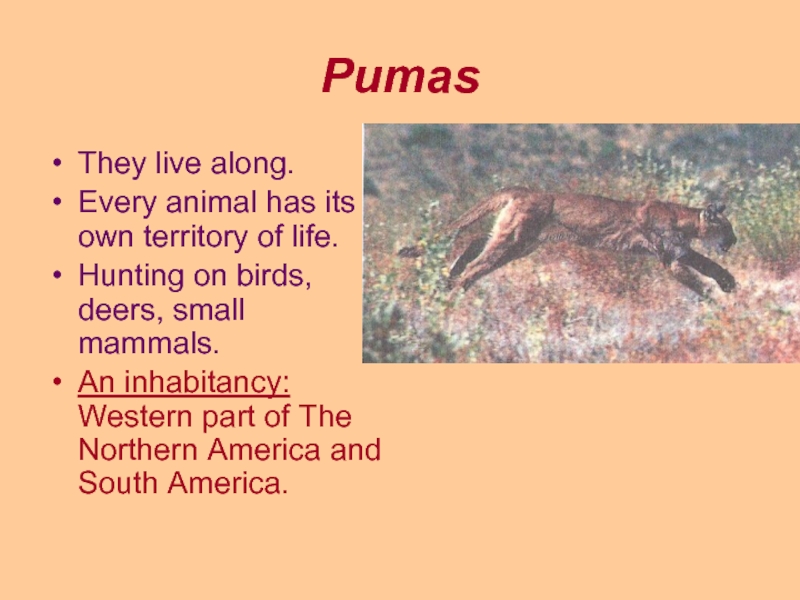 PumasThey live along.Every animal has its own territory of life.Hunting on birds, deers, small mammals.An inhabitancy: Western