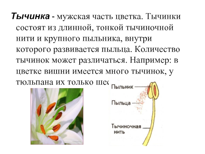 Тычинка - мужская часть цветка. Тычинки состоят из длинной, тонкой тычиночной нити и крупного пыльника, внутри