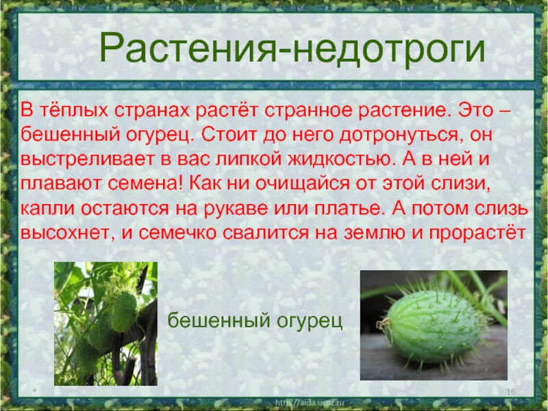 *Растения-недотрогиВ тёплых странах растёт странное растение. Это –бешенный огурец. Стоит до него дотронуться, он выстреливает в вас