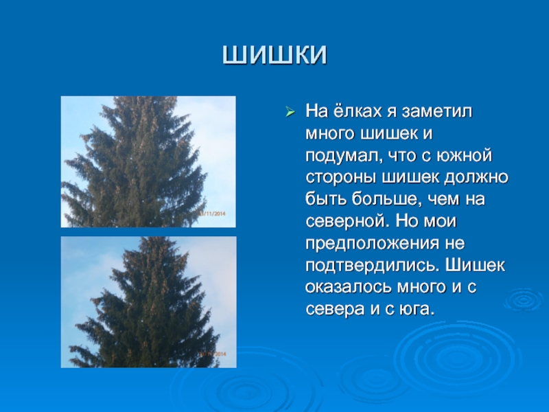 шишкиНа ёлках я заметил много шишек и подумал, что с южной стороны шишек должно быть больше, чем