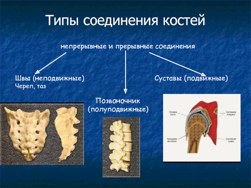 Презентация строение состав и соединение костей 8 класс презентация