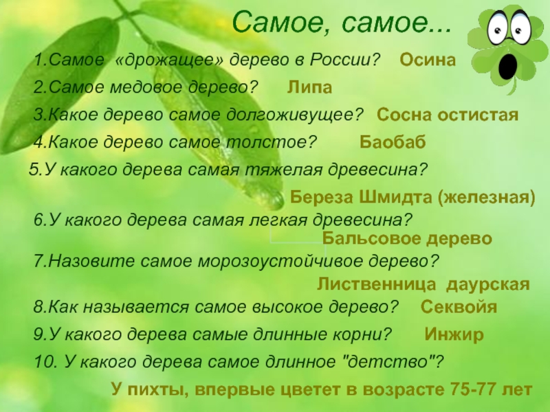 Самое, самое...1.Самое «дрожащее» дерево в России? 2.Самое медовое дерево? 3.Какое дерево самое долгоживущее? 4.Какое дерево самое толстое?