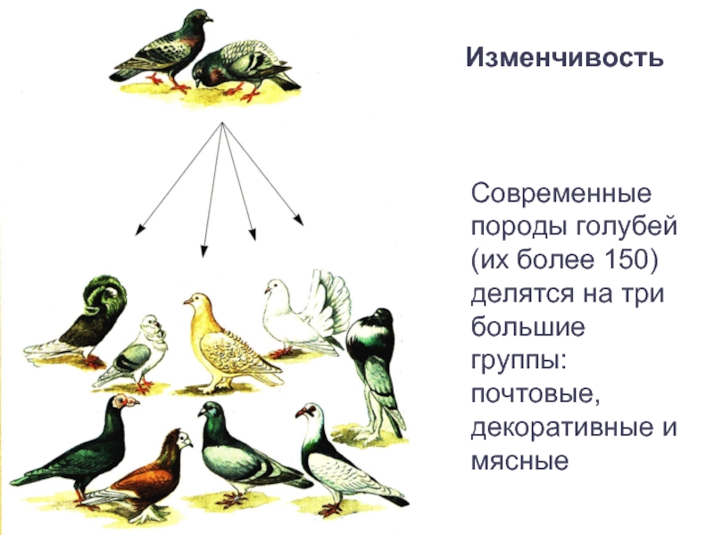Современные породы голубей (их более 150) делятся на три большие группы: почтовые, декоративные и мясныеИзменчивость