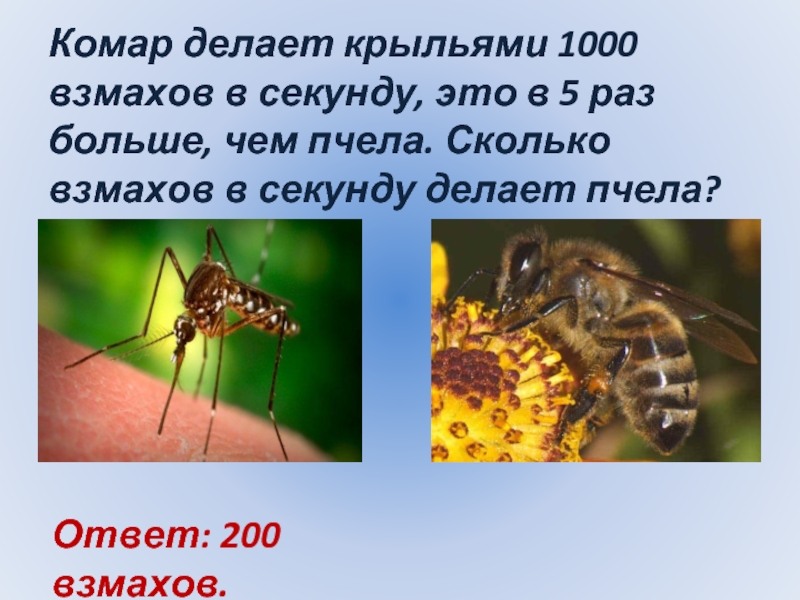 Сколько взмахов в секунду делает. Сколько взмахов в секунду делает комар. Сколько делает взмахов комар. Сколько взмахов в секунду делает пчела. Сколько взмахов крыльями делает пчела.