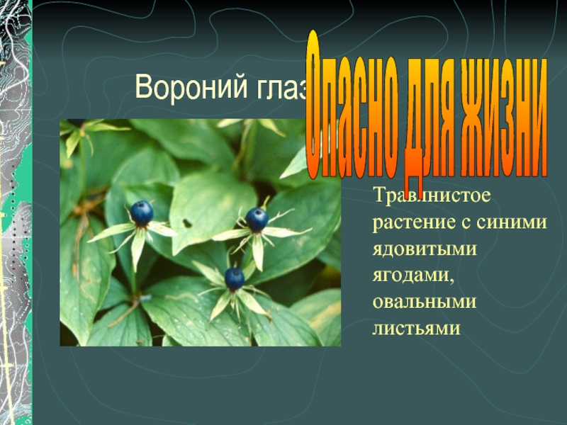 Вороний глаз исключение. Ядовитые ягоды. Вороний глаз листья. Синие ядовитые ягоды.