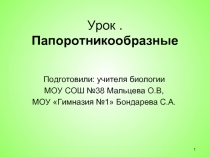 Папоротникообразные