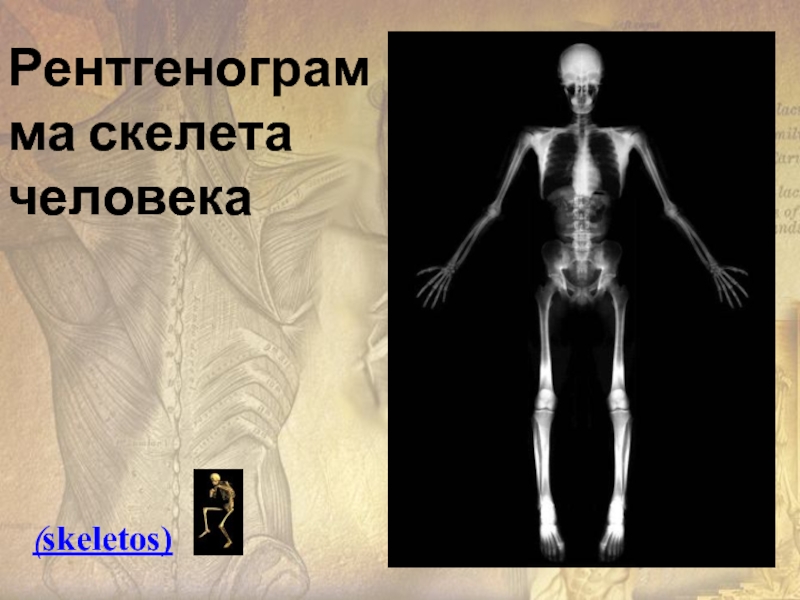 Рентгенограмма скелета человека(skeletos)