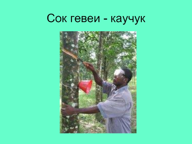 Сок гевеи каучук. Сок гевеи. Сочинение сок гевеи каучук.