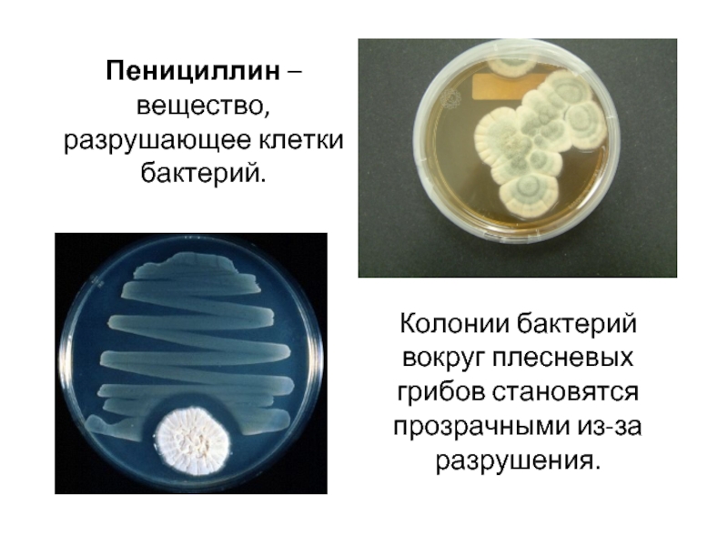 Пеницилл и бактерии