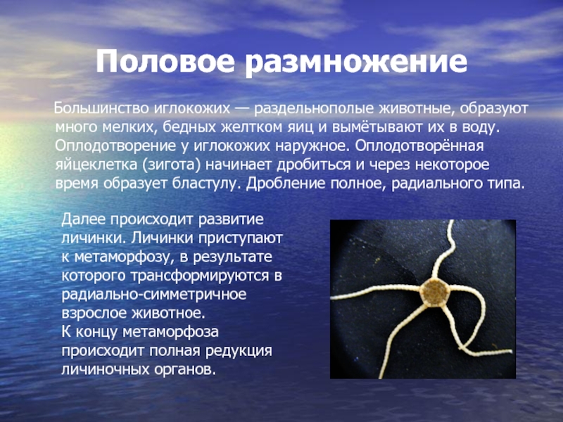 Морская звезда половое размножение. Иглокожие размножение 3 класс. Половые органы иглокожих. Размножение иглокожих кратко. Перигемальная система иглокожих.